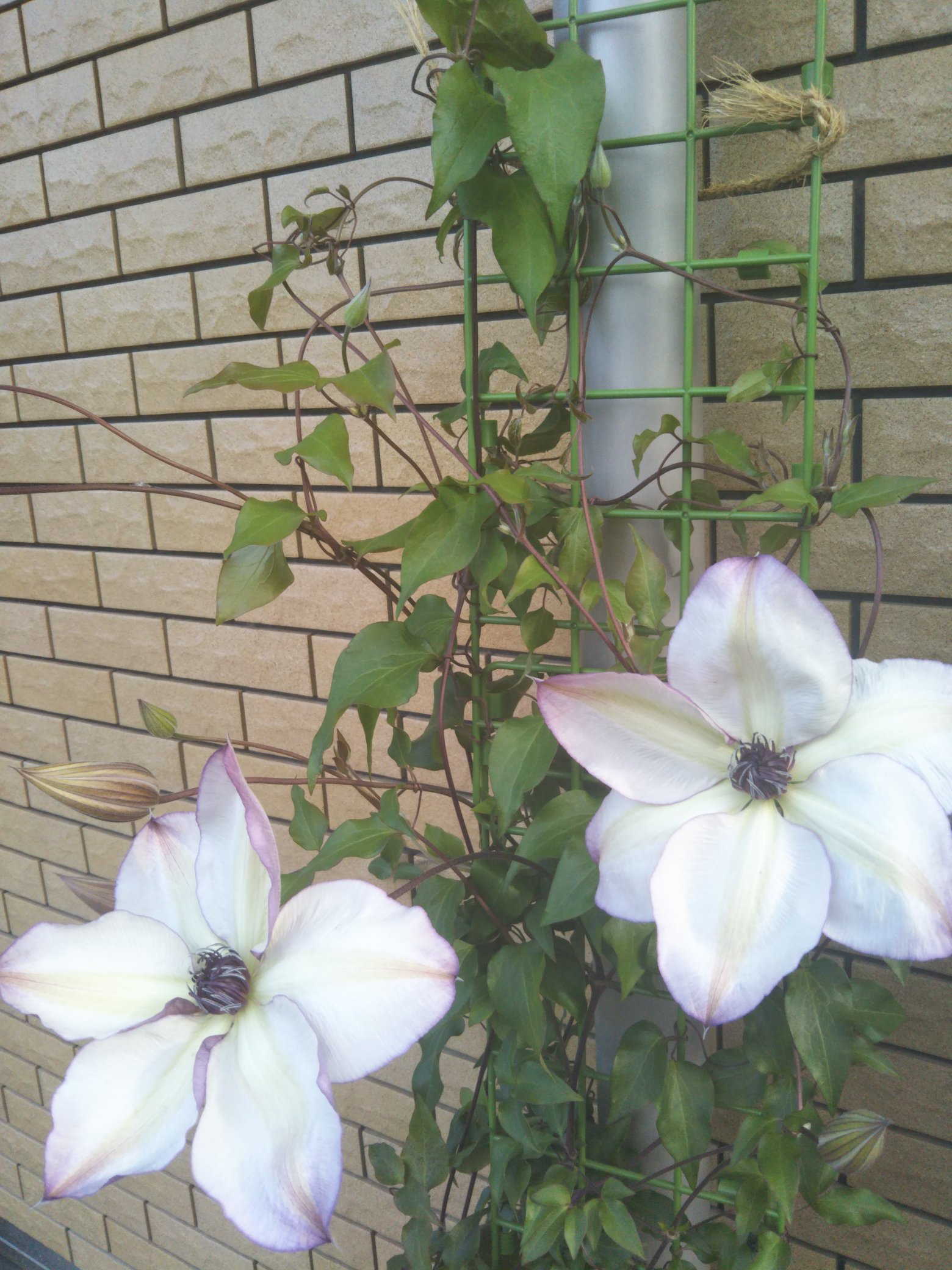 北角ヨウコ ガーデニング 庭の花 Tlを花でいっぱいにしよう クレマチス フォンドメモリーズ 開花です O T Co Ptocux5efq Twitter