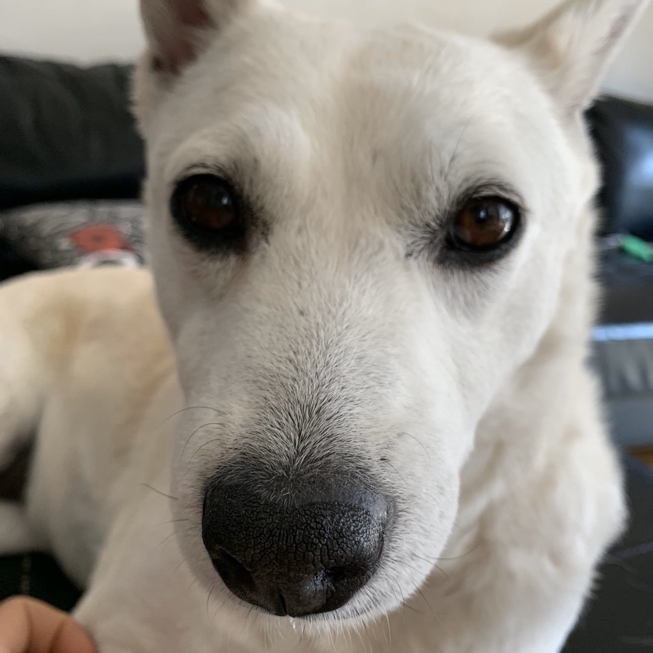 みるちゃんず ミルコ真顔 みんな毎日毎日よぅ 家おんなぁ なんでいるん 愛犬 白い犬 犬バカ部 犬のいる暮らし 雑種犬 雑種犬同好会 保護犬 犬を家族に Rescuedog Mixedbreed T Co Cvim5mj99v Twitter