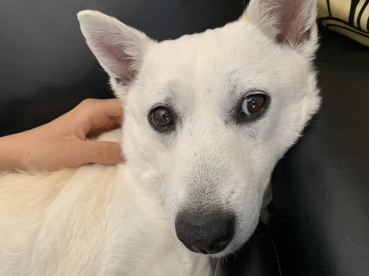 みるちゃんず ミルコ真顔 みんな毎日毎日よぅ 家おんなぁ なんでいるん 愛犬 白い犬 犬バカ部 犬のいる暮らし 雑種犬 雑種犬同好会 保護犬 犬を家族に Rescuedog Mixedbreed