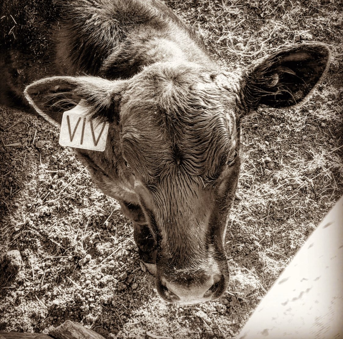 cher_d2's tweet photo. @CdnCattlemen @mclaudebibeau I buy #LivestockPriceInsurance each year, you could say it’s my sleep at night insurance because it helps me know that if something goes wrong I am still going to be able to survive financially. #FixPriceInsurance #YoungFarmers @mclaudebibeau @GlenMotz @michaelaglasgo @DevinDVote https://t.co/CFhzspxk3r