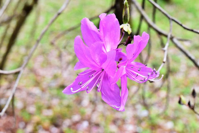 ミツバツツジのtwitterイラスト検索結果