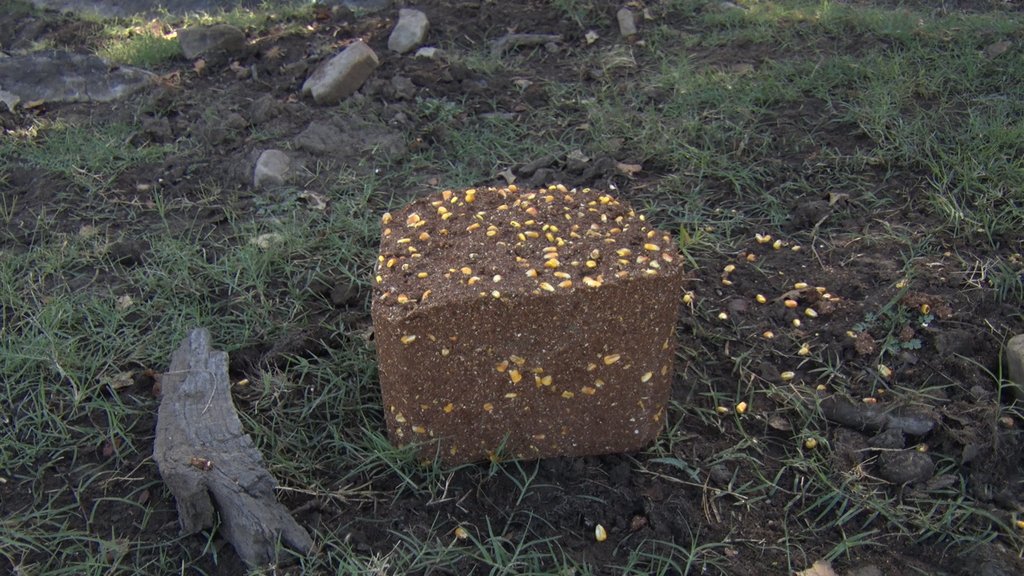 WTD_tv's tweet photo. Deer have already been nibbling on our brand new block. They must like the Wild Berry Flavor. #recordrackfeed #deerblocks #hunting https://t.co/JztcqVLSKO