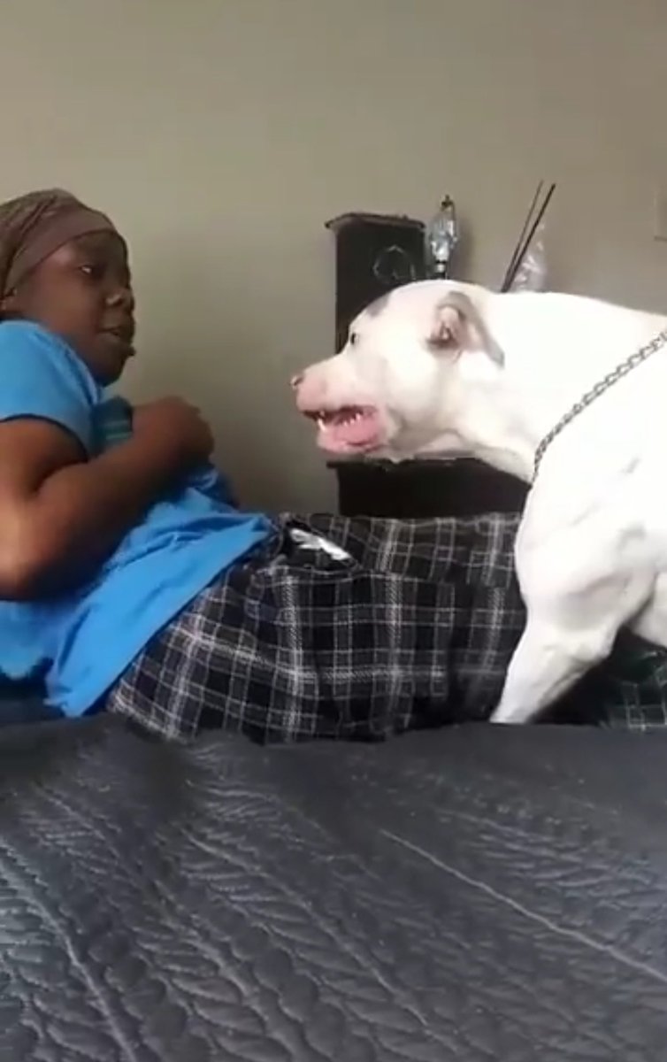Arabe3fois's tweet photo. @bitchsayhye Le chien il la regarde droit dans les yeux pdt 30 secondes, muscles contractés et canines apparentes, il grogne constamment à 30cm de son visage et il finit par lui aboyer dessus mais c'est fake https://t.co/mRDSVrywv2