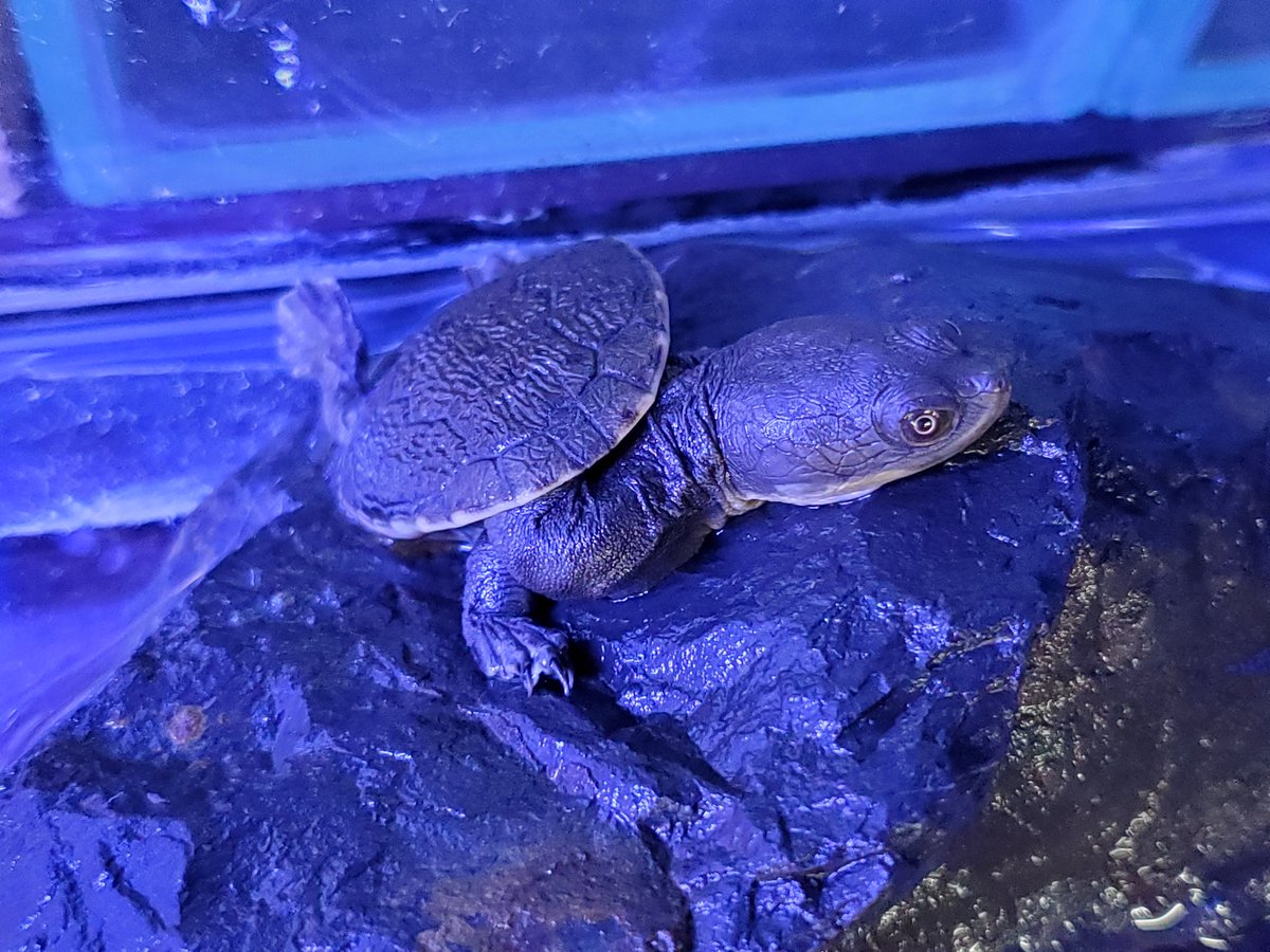 みつい園 おはようございます みつい園です 本日も 休まず全力営業 Am10 00 Pm19 00 当面の間 時短での営業をさせて いただきます お願いします お店で 魚がたくさん 待ってまーす みつい園 福山市 広島 本日営業 アクアリウム ショップ