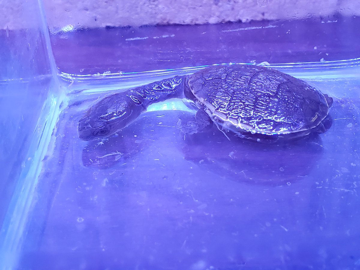 みつい園 おはようございます みつい園です 本日も 休まず全力営業 Am10 00 Pm19 00 当面の間 時短での営業をさせて いただきます お願いします お店で 魚がたくさん 待ってまーす みつい園 福山市 広島 本日営業 アクアリウム ショップ