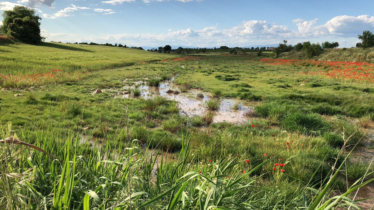 francescrs's tweet image. Diuen que la música és universal, la feta aquí també @itswillross #cataloniaspring #springmusic #springtimeonthefarm soundcloud.com/itswillross/5p…