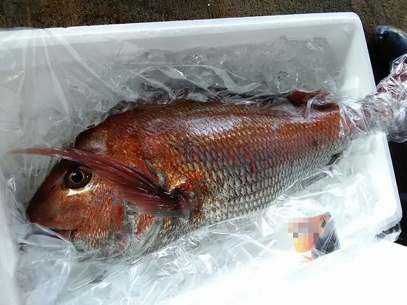 Lurestyle 今日は定置網なし 青物に真鯛が多数揚がっています 仲買人が買い手がないと愚痴りながらの残念相場 笑