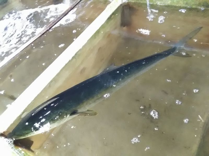 Lurestyle 今日は定置網なし 青物に真鯛が多数揚がっています 仲買人が買い手がないと愚痴りながらの残念相場 笑