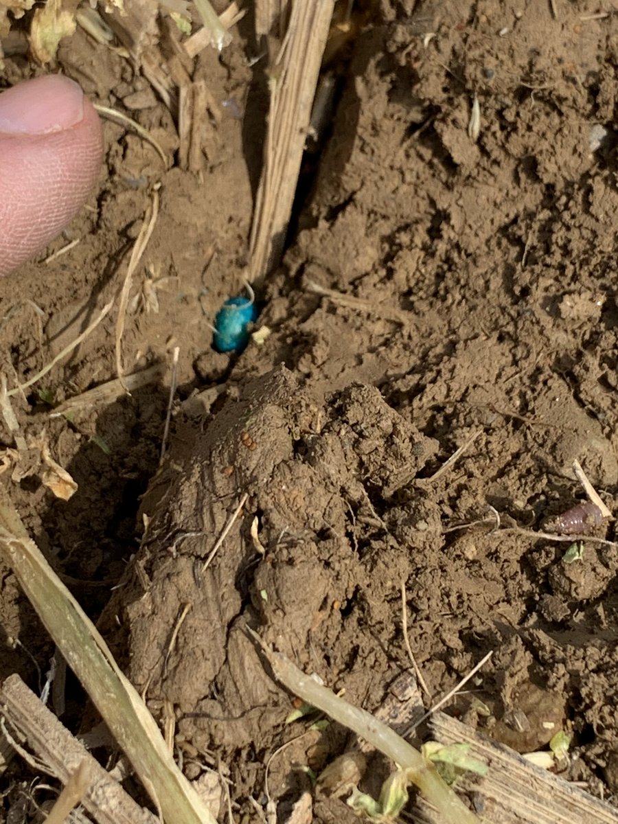 Lanc_ext_Jeff's tweet photo. Mudded in a seed treatment test plot Wednesday afternoon before the big rain. Smart? Dumb? Will see if the fungicide improves emergence and final stands! https://t.co/3EsQ4qBuEU
