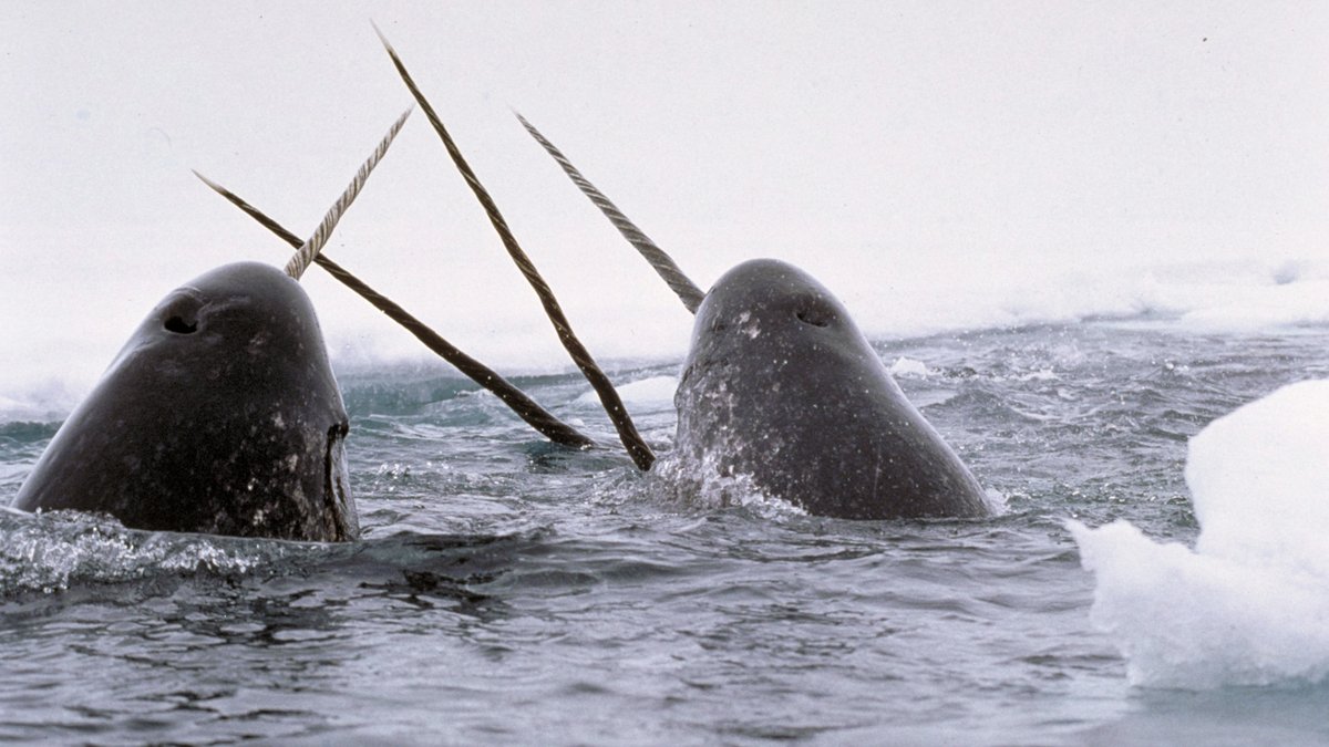 SciBlingsExpats tweet media