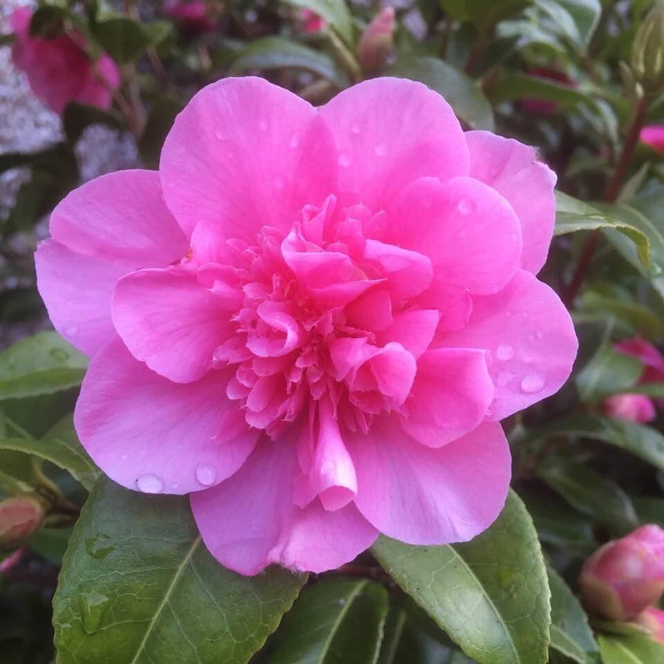 Day 2/7 of #mylifeinpictures challenge