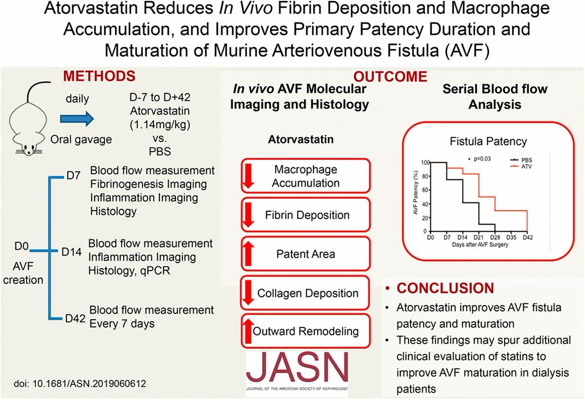Important new study from Dr. Cui and colleagues in <a href="/JASN_News/">JASN_News</a> on the use of statins in AVFs

'Atorvastatin ⬆ #AVF patency and maturation in an animal model by ⬇ fibrin deposition and macrophage accumulation'
