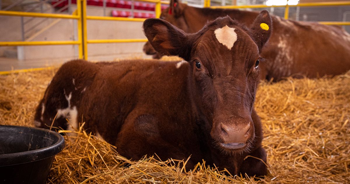 LdnFarmShow's tweet photo. Where's the beef?! 🤔 We are going to tell you! 🐮 Learn Beef Facts from @BeefFarmersON &amp; Make Tasty Snacks with @GrowingChefsON during our NEW Agri-Food Virtual Week, May 12-13th 🙌 Registration opens May 4th 📅 Become a #WFDFarmFan! 👉 https://t.co/ywLxdPs8xA https://t.co/ybjr9Bqc55