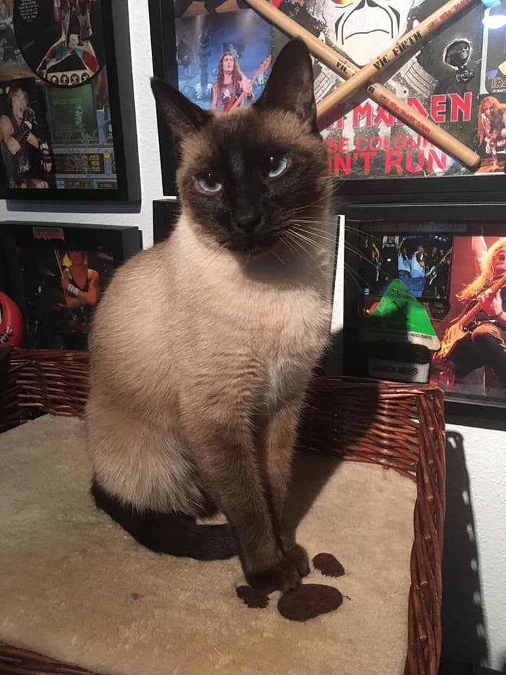 LaAnimales's tweet photo. AYUDA URGENTE MIS DUEÑOS YA NO PUEDEN HACERSE CARGO DE MI 😓Y NO SE DONDE VOY A ACABAR SI EN LA CALLE O ALGO PEOR , SOY UN GATITO MUY BUENO Y CARIÑOSO , TENGO 5 AÑOS Y YA ESTOY CASTRADO. 
Estoy en Alcalá de Guadaíra (Sevilla )
TLF...666525129 https://t.co/lDMWs8eVi4