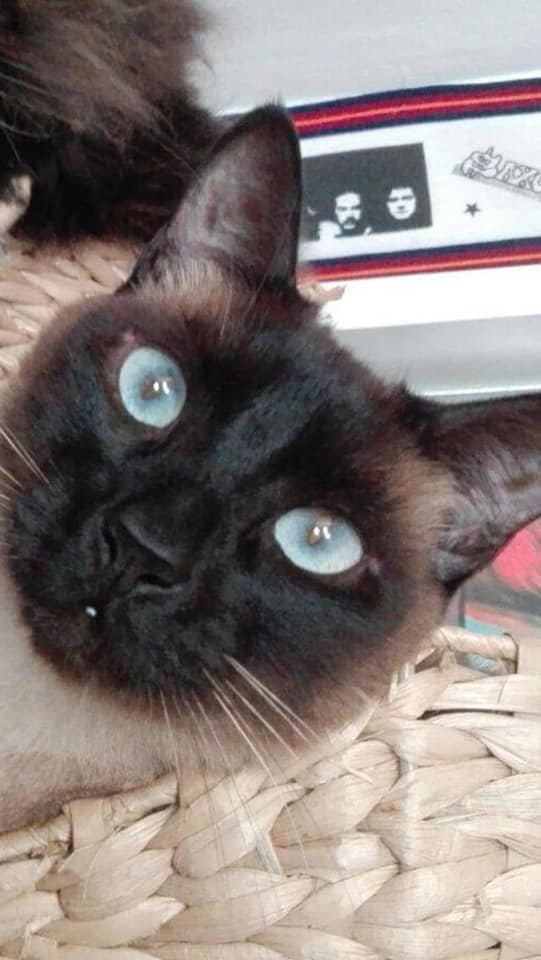 LaAnimales's tweet photo. AYUDA URGENTE MIS DUEÑOS YA NO PUEDEN HACERSE CARGO DE MI 😓Y NO SE DONDE VOY A ACABAR SI EN LA CALLE O ALGO PEOR , SOY UN GATITO MUY BUENO Y CARIÑOSO , TENGO 5 AÑOS Y YA ESTOY CASTRADO. 
Estoy en Alcalá de Guadaíra (Sevilla )
TLF...666525129 https://t.co/lDMWs8eVi4