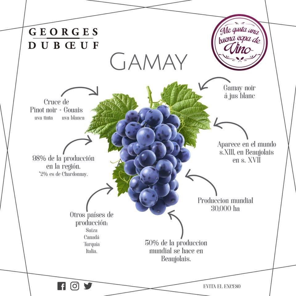katamaniacos's tweet photo. #AprendeDeBeaujolais. 

✅La uva Gamay es la reina de la región, aquí te contamos porque. Georges Duboeuf Mx
#VinoEnCasa #Uvas #Felizdia  #DiaDelNino #wine #winelovers https://t.co/u9QZsGtBPX
