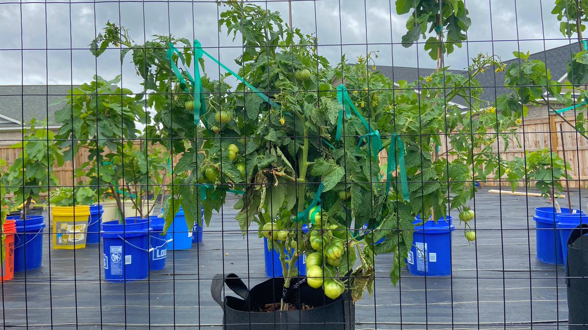 NCGardening's tweet photo. Rosella Purple is a dwarf tomato with giant yields. Why don’t more people grow dwarf tomatoes? Lack of awareness!

#tomatoes #dwarftomatoproject #tomatoplants #garden #gardening #gardeningtips #ncgardening #homegarden #backyardgarden #foodforest #ediblelandscaping https://t.co/paKtKoU2nV