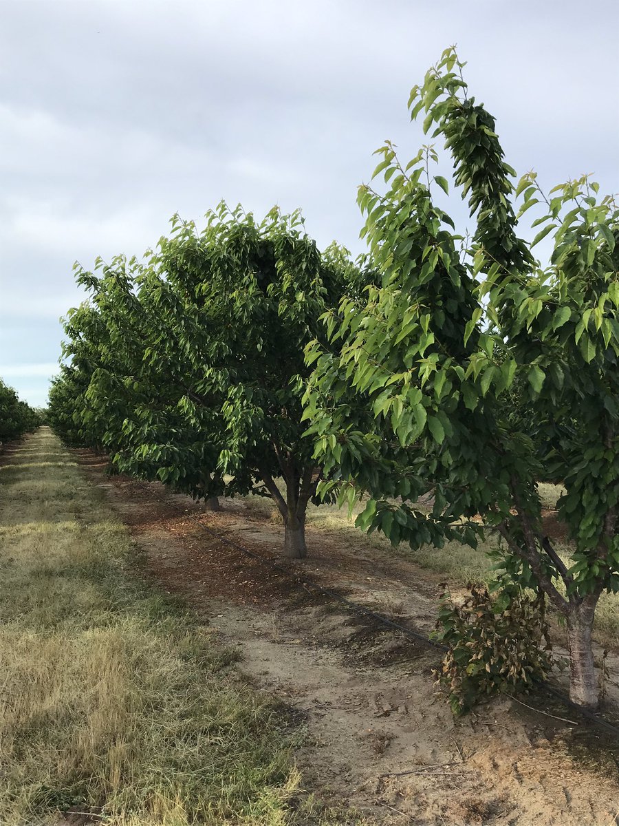 Redox_Nick's tweet photo. Some nice shoot growth in response to this last soil application! Cn9, f70, Rootex and triplex micro!! @redoxgrows #californiacherries https://t.co/FqRYITXtso