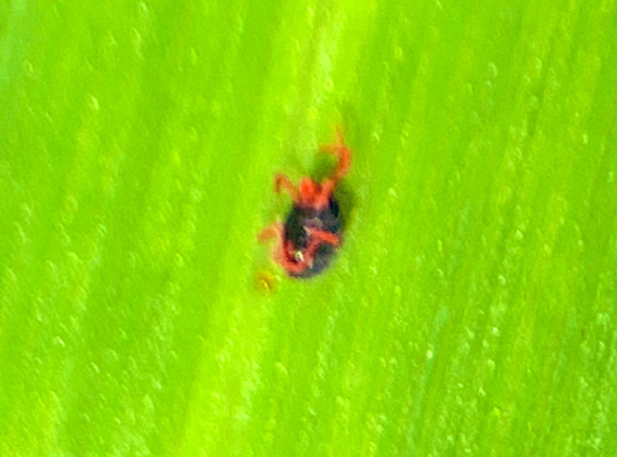Lanc_ext_Jeff's tweet photo. Received a call about some uneven Barley. Found Winter Grain #Mites and English Grain #Aphids, however at fairly low levels. Did see some yellowing. Perhaps they were vectors for a viral disease?? https://t.co/eIXBc2JzGz
