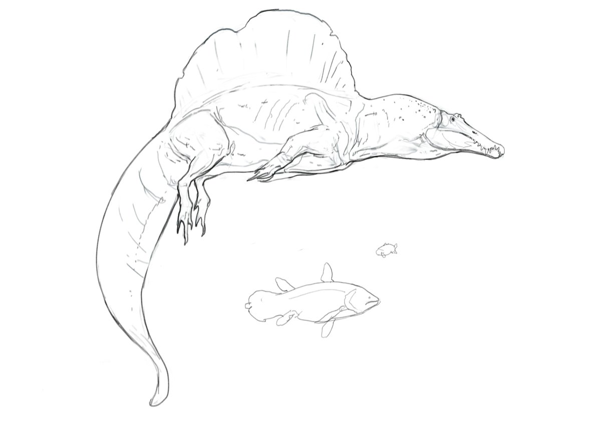 Piling on the evidence for aquatic lifestyle in #Spinosaurus, The discovery of an almost complete tail showing that the Spinosaurus' tail was flattened and fluke like.

This is a literal river dragon, a 6 ton leviathan preying on animals the size of small cars such as Coelacanth.