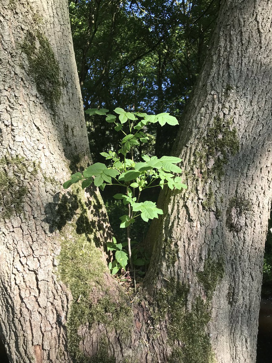 hartelparkSpijk's tweet photo. #Hartelpark #Spijkenisse #Nissewaard #GroeneBuffer https://t.co/u4MQ6xkz2p