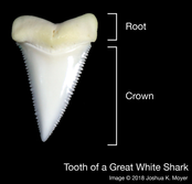 mcmsharksxx's tweet photo. Happy #TeethThursday! Looking at an animal's #teeth can tell you a lot about their lifestyle and evolutionary history. #shark teeth are no exception. Learn more with @FinsUnited on #TFUI's website: https://t.co/maO8DURvVU https://t.co/FUBJGE269I