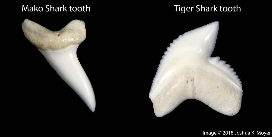 mcmsharksxx's tweet photo. Happy #TeethThursday! Looking at an animal's #teeth can tell you a lot about their lifestyle and evolutionary history. #shark teeth are no exception. Learn more with @FinsUnited on #TFUI's website: https://t.co/maO8DURvVU https://t.co/FUBJGE269I