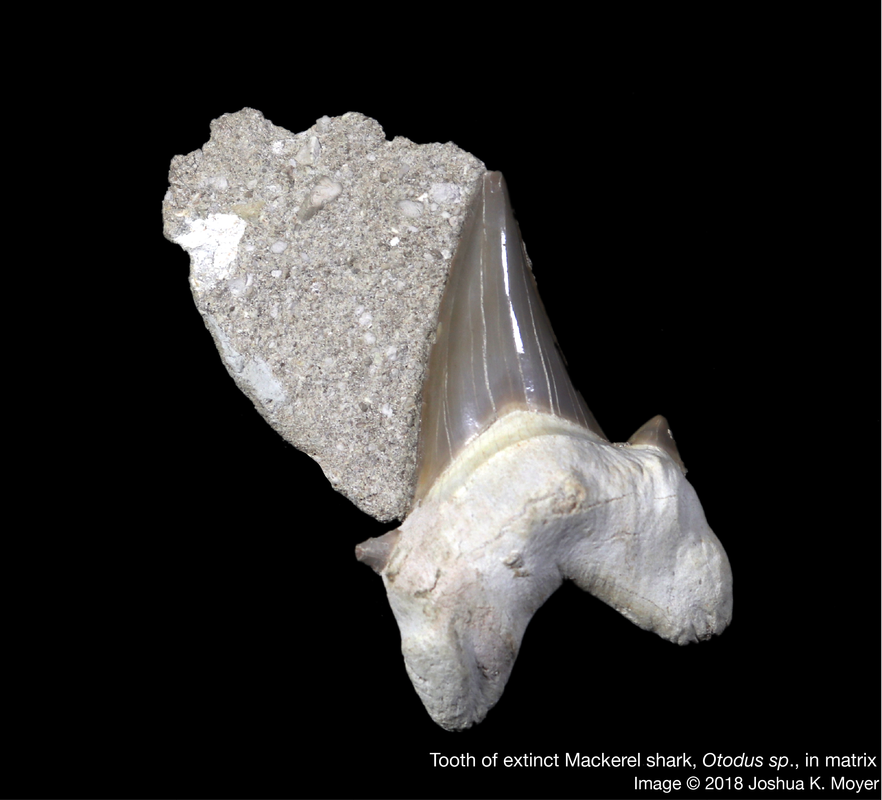 mcmsharksxx's tweet photo. Happy #TeethThursday! Looking at an animal's #teeth can tell you a lot about their lifestyle and evolutionary history. #shark teeth are no exception. Learn more with @FinsUnited on #TFUI's website: https://t.co/maO8DURvVU https://t.co/FUBJGE269I