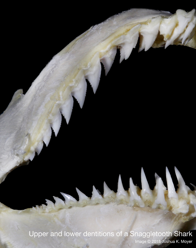 mcmsharksxx's tweet photo. Happy #TeethThursday! Looking at an animal's #teeth can tell you a lot about their lifestyle and evolutionary history. #shark teeth are no exception. Learn more with @FinsUnited on #TFUI's website: https://t.co/maO8DURvVU https://t.co/FUBJGE269I