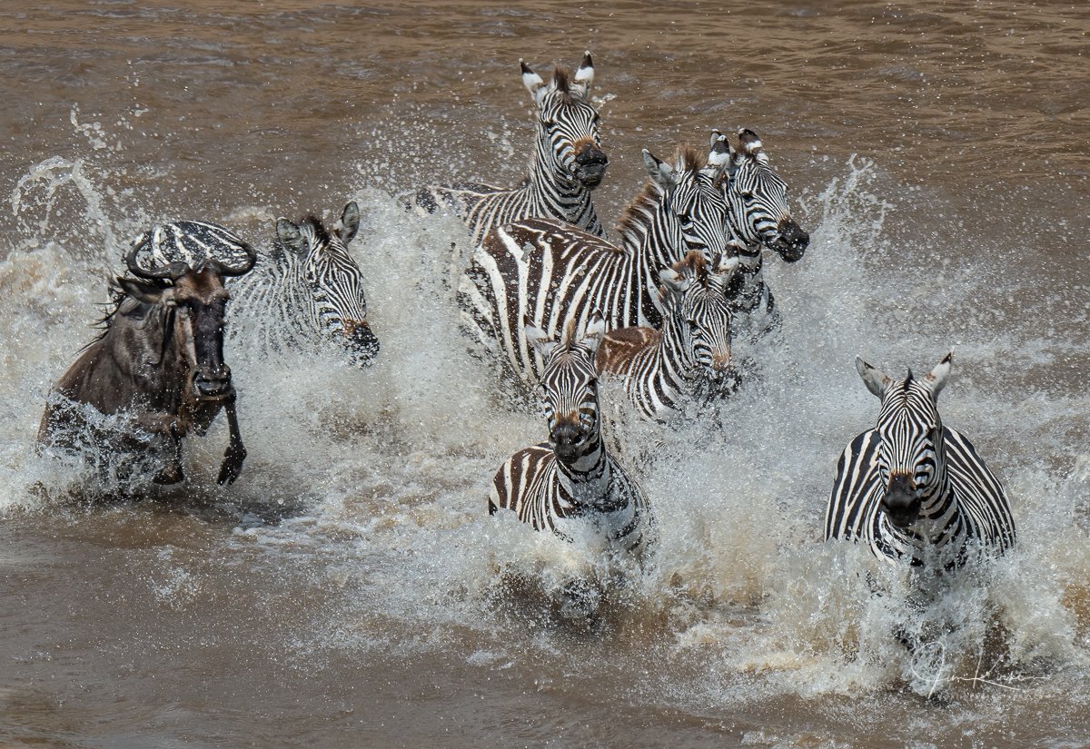 Closing out my Africa April with a mad dash across the Mara River! #PhotoOfTheDay #Wildlife #WildlifePhotography #ZazuSafaris  #Zebra #Wildebeest #GreatMigration #MaraRiver #RiverCrossing #Safari #Serengeti #AfricanSafari #Tanzania #TanzanianSafari #Migration #GreatMigration