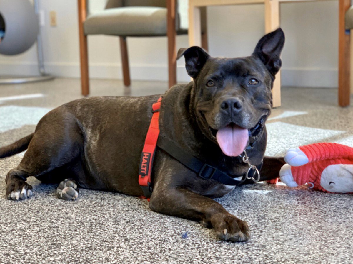 abc7community's tweet image. Our Thursday #petoftheweek is Melvin, a 3-year-old #PitBull mix! He's a marvelous dog who loves playing with toys &amp;amp; hanging out. He loves training &amp;amp; is very treat motivated. He's an excellent student who can do all sorts of tricks &amp;amp; commands! spcala.com/covid19/adopt ID# 19-04904