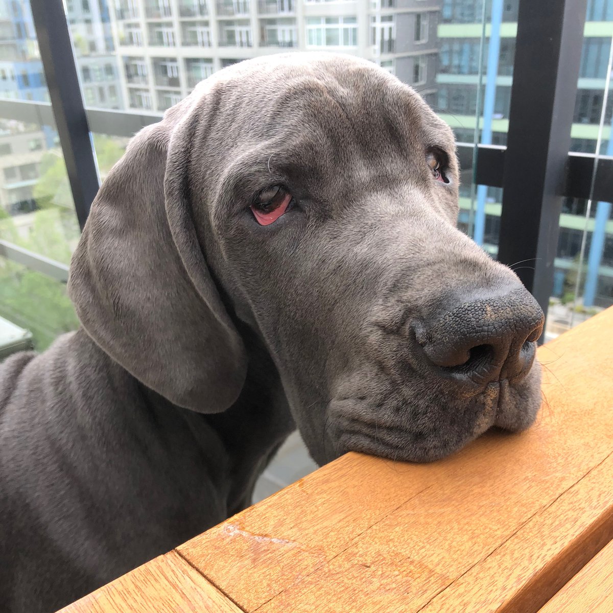 MorganMastiff's tweet photo. I’m hungry 🤤 #puppy #puppylife #greatdanepuppy #growing #greatdane #bluedane #boop #hungryallthetime (📷: IG @georgetdane) https://t.co/ktIetfq34a