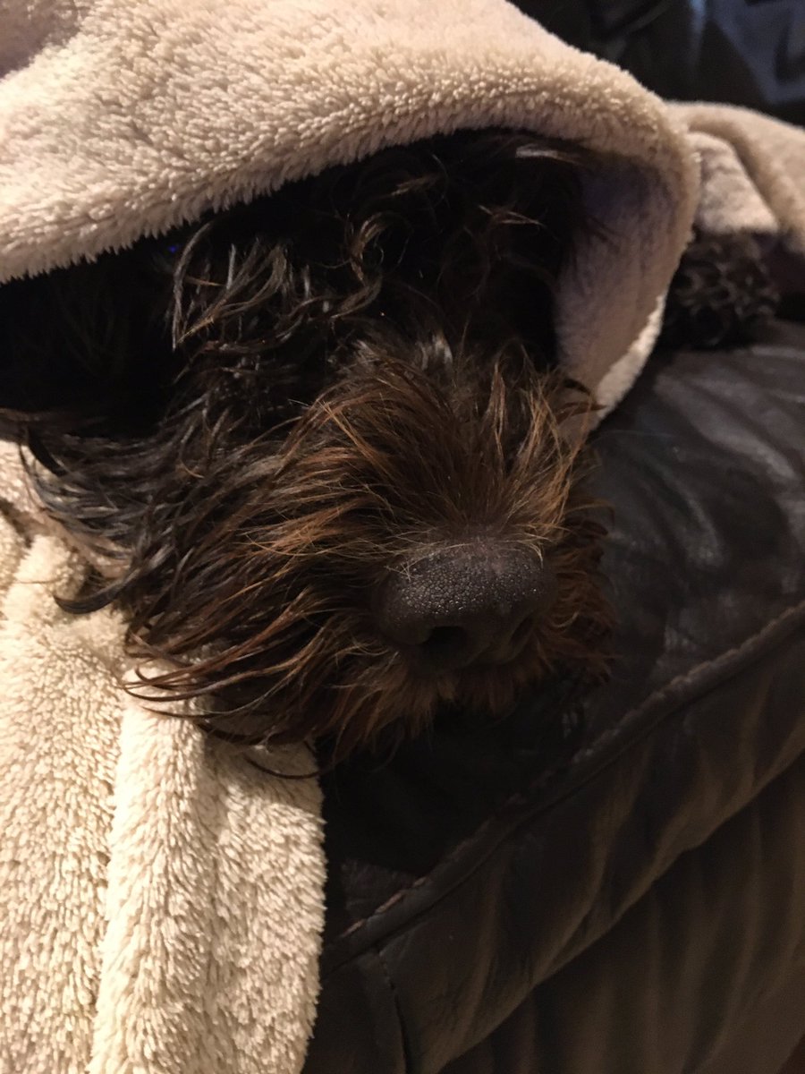 LouMartin15's tweet photo. Stink bomb Stanley Spier has had a bath! Now he looks like a burrito.#dogsoftwitter #dogsduringlockdown #foxy #poorlysquirrel https://t.co/YpyZ0AxYPw
