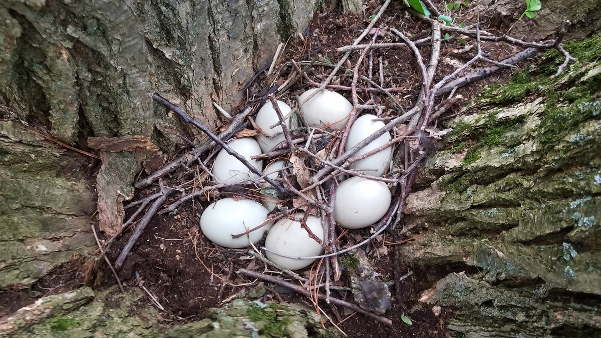 FugettTechEd's tweet photo. What happens when a Mallard decides to make a nest in your backyard? You make a webcam so your kids get an up close science lesson. @WCASDScience https://t.co/wIfY557XLz