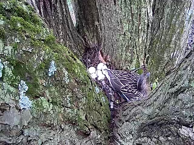 FugettTechEd's tweet photo. What happens when a Mallard decides to make a nest in your backyard? You make a webcam so your kids get an up close science lesson. @WCASDScience https://t.co/wIfY557XLz