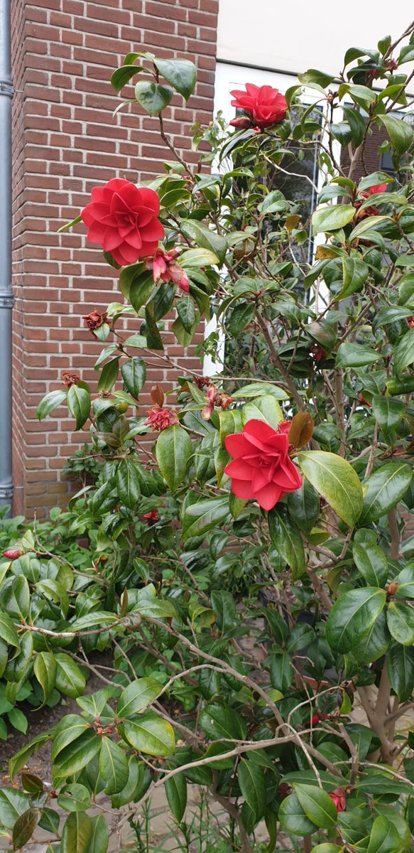0Kattekop3's tweet photo. #durftevragen 
Hoi, weet iemand welke bloem dit is? Alvast bedankt! 
#dtv #bloem #welkebloemisdit #bloemen #bloemist https://t.co/8ld2SZSBOW
