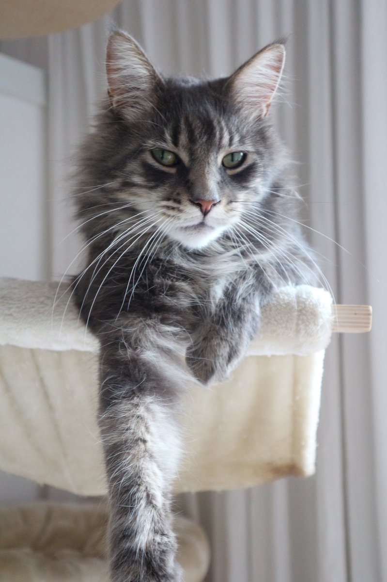 LisaLisaKF's tweet image. BIJNA 5 MAANDEN VERMIST! Wie heeft onze Freek gezien? @Amivedi @DE_HERENIGING #beusichem #GE #buren #asch #zoelmond #culemborg