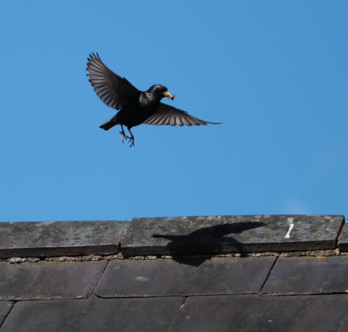 I spotted Sally the Starling today..

She was practicing #SocialDistancing but got an awful fright when she saw her shadow.

Be like Sally.. #StaySafe