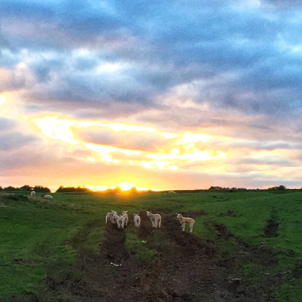 #sunsets #sunsetphotography #caravan #lamb #spring