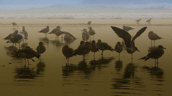 CornellBirds's tweet photo. Location, location, location—what’s true in real estate also applies to birding! Learn how to factor in habitat (both the "where" and the "when") to your bird IDs: https://t.co/1Be4DlNisR #BetterWithBirds #BirdIDWeek https://t.co/Q9vqfDdu2j