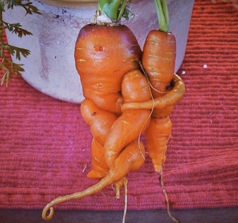 UglyFruitAndVeg's tweet photo. Carrot Hugs! 🤗🥕 IG Pic by @debbiefgleeson #TBT #HaveYouHuggedACarrotToday? https://t.co/BU9RSxJ0Nu