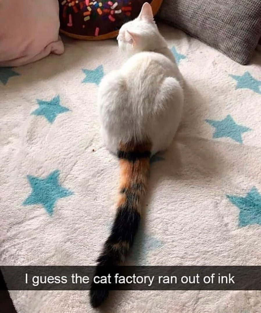 We promise we haven’t run out of ink here at Brand ink and are still open to help with any project needs! #repost #cat