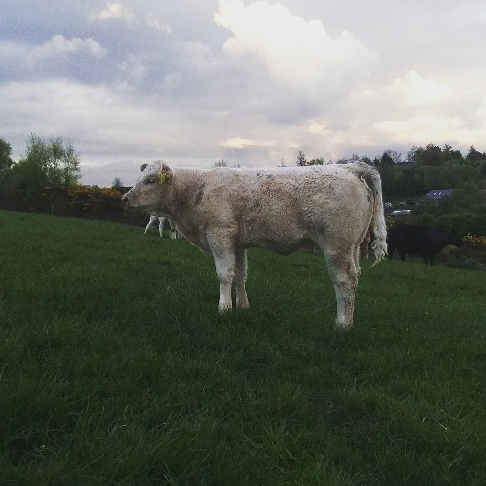 djmccarron15's tweet photo. Couldn't get a Simmental heifer this year so this Charolais heifer out of a Simmental cow will havta do #Charolais #CowMaker #Loki @doveagenetics https://t.co/aPXZ03Wz6L