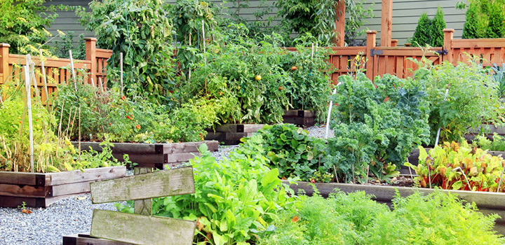 WECCGC's tweet image. Information regarding the re-opening of our community gardens:

bit.ly/2xnb1WZ