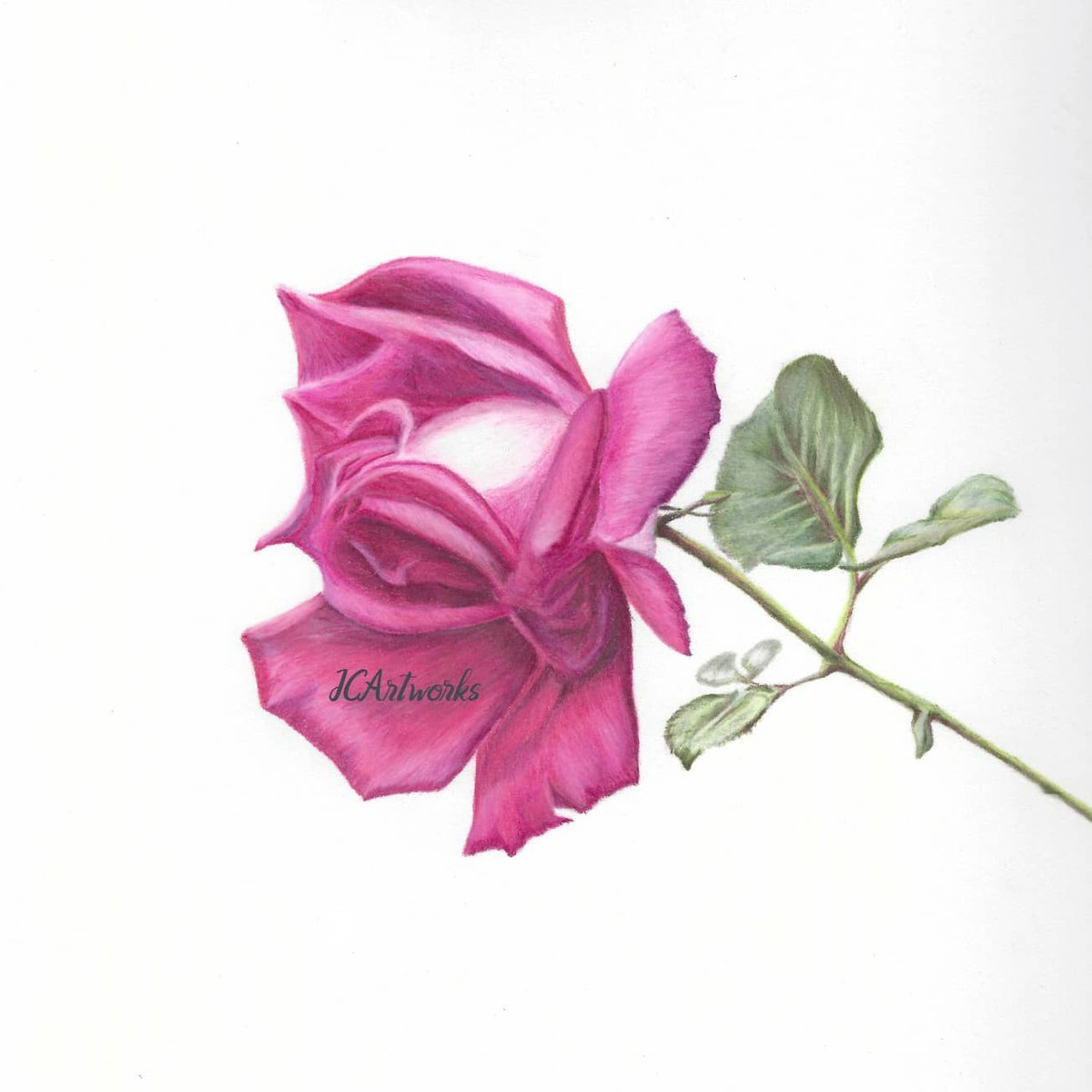 JCampbellArt's tweet image. 💋 of a rose #justcreateartworks #roseartwork #polychromosfabercastell 
#fortheloveofart
#coloredpencilart