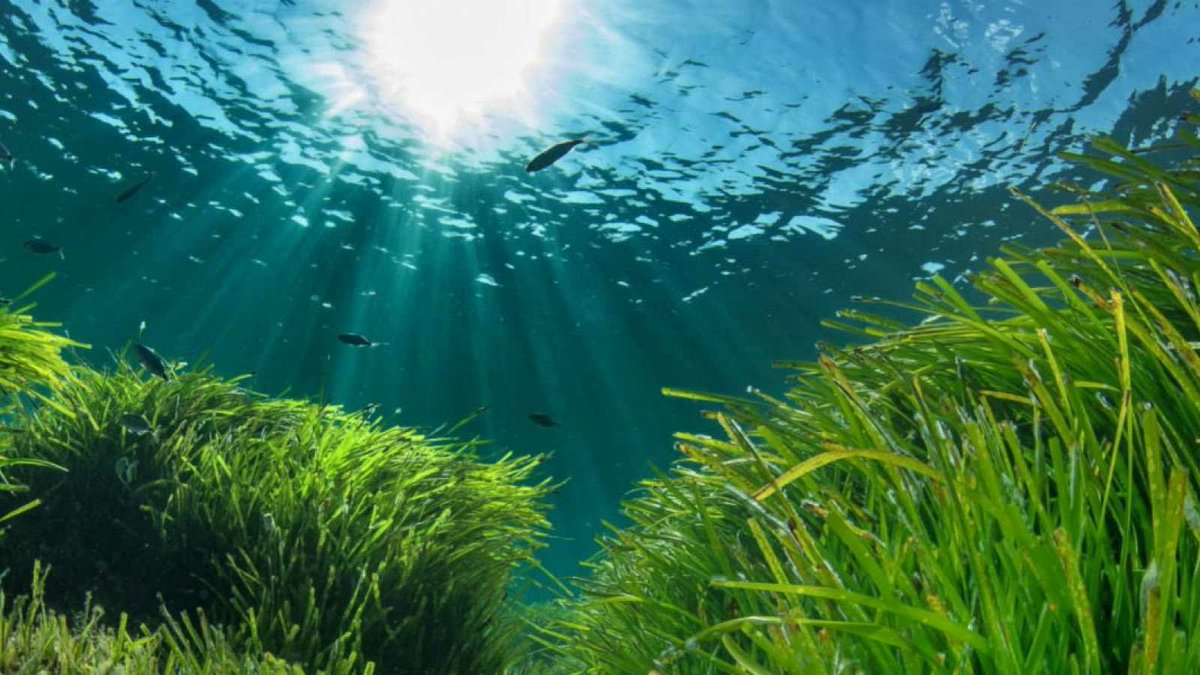  Hoy os vengo a hablar de la joya longeva del Mare Nostrum. La “Posidonia oceanica” es una fanerógama marina endémica del Mediterráneo. Su nombre, asociado al dios Poseidón, ilustra el tesoro que tenemos en nuestras costas.