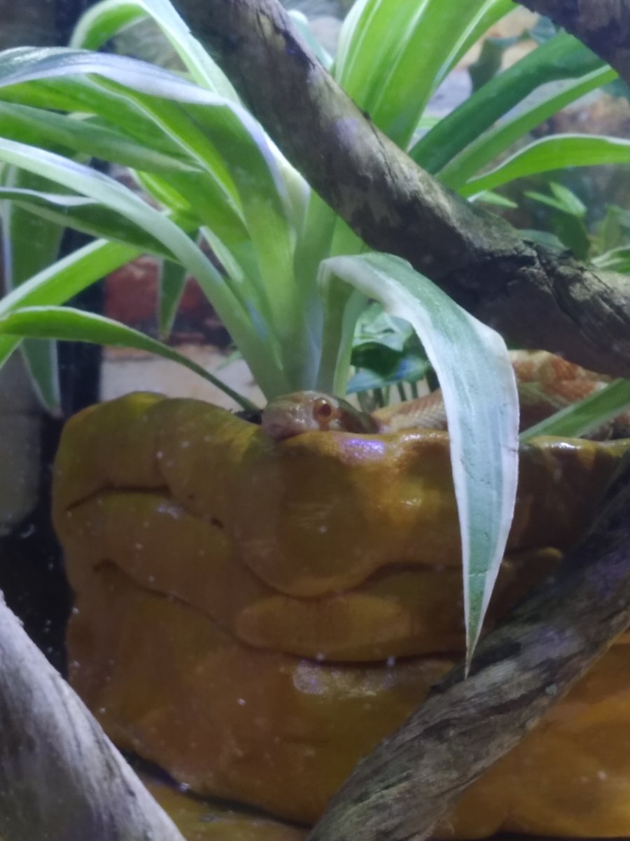 IchiLady's tweet photo. 🐍 Rex et Roxanne 🐍 https://t.co/Wzcglxi6s6