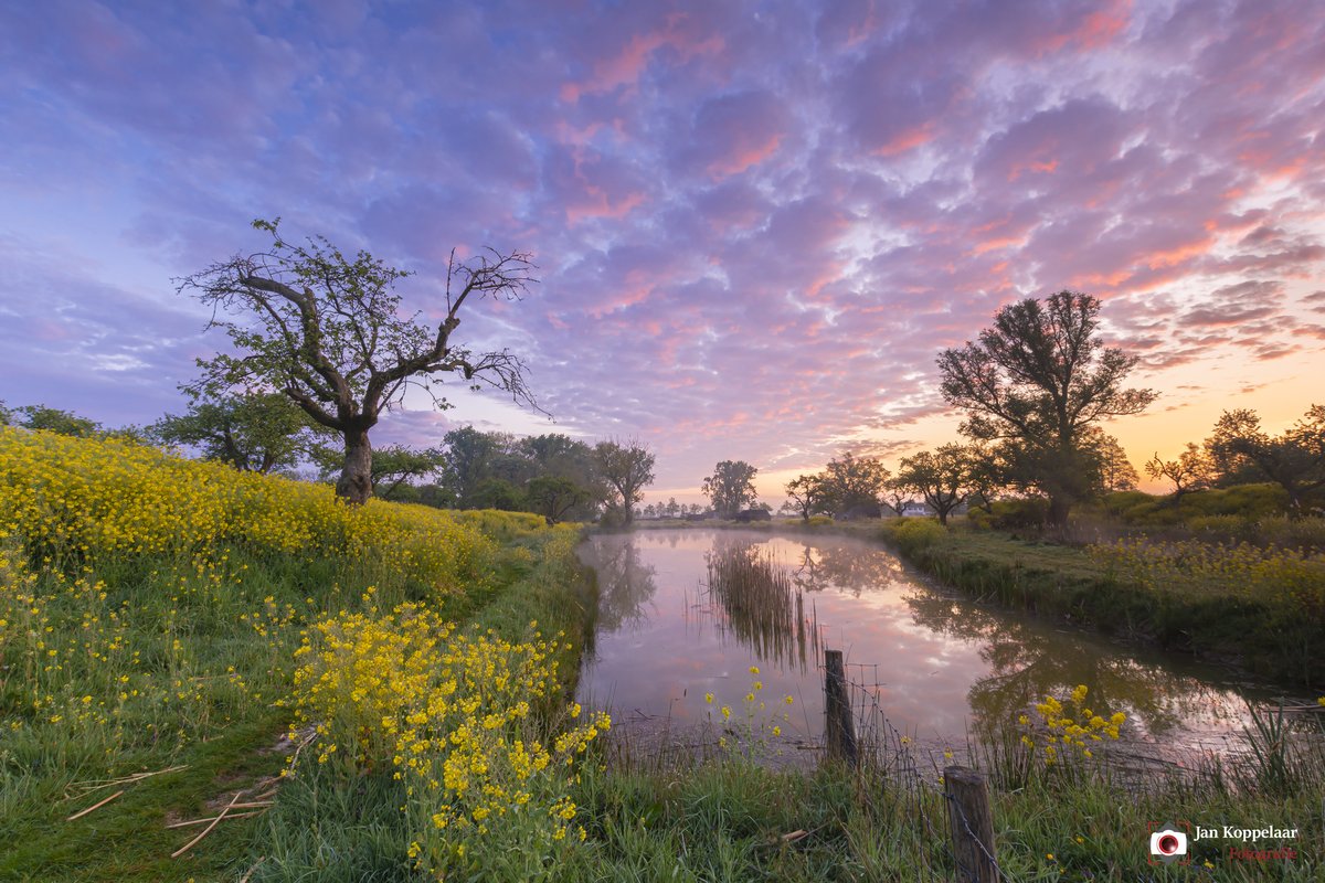 'In alle rust...', gefotografeerd in een mooi stukje natuur nabij #Schalkwijk (<a href="/ProvUtrecht/">Provincie Utrecht</a>). Een mooie zonsopkomst en de nevel zorgde voor een mooie sfeer. He geel van het raapzaad en de grillige appelbomen maakten voor mij de foto af. Zie voor meer: jankoppelaar.nl