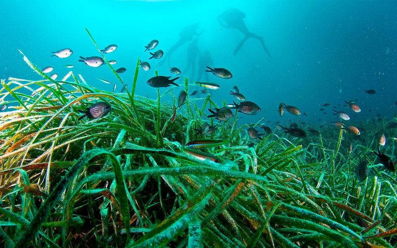 La “Posidonia oceanica” es el tesoro de nuestro mar no solo por ser un endemismo mediterráneo, sino también por ser el pilar de un ecosistema que alberga una biodiversidad infinita: peces, tortugas, microalgas asociadas, moluscos, crustáceos, gasterópodos, anfípodos, poliquetos…