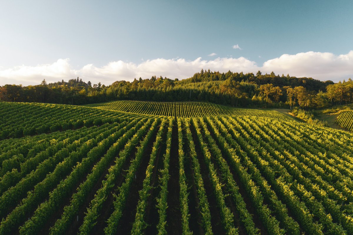 CrusBourgeoisUS's tweet photo. Tune in tomorrow at 10 am ET to Jeff Harding's Instagram Live #vineyardchat with Armelle Crus, Vice-President of the Crus Bourgeois du Medoc! They'll be sharing updates on the current state of the wine world, right from the vines. https://t.co/AeYVZuMevQ https://t.co/F3c3iw27FC